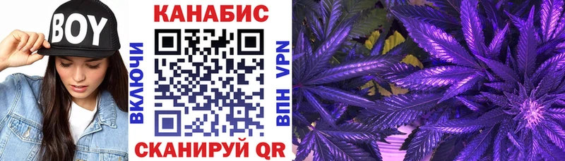 Купить  Грязовец  Канабис планчик 